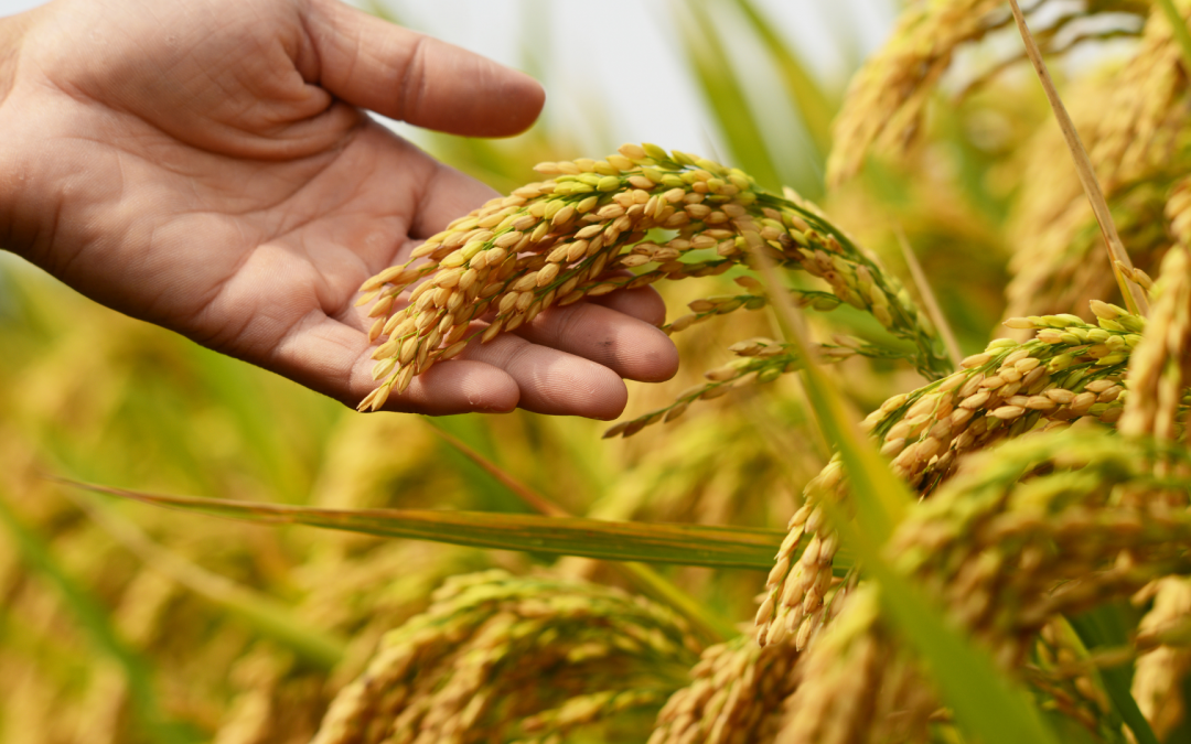 Seis productos paraguayos logran acceder a mercados internacionales