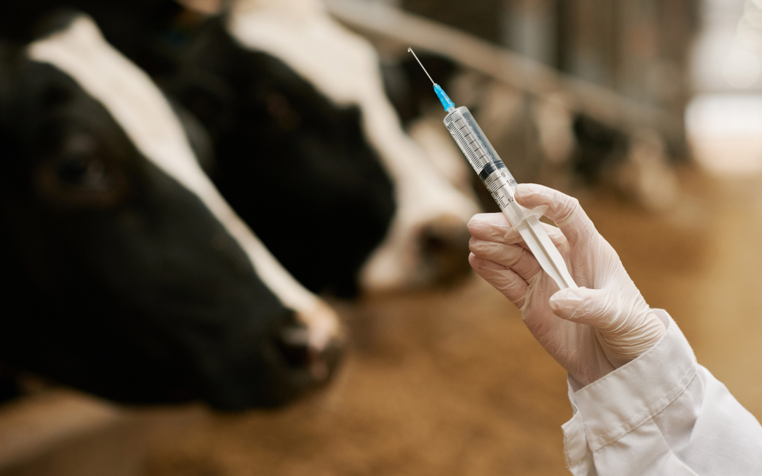 Senacsa extiende plazo de vacunación contra la fiebre aftosa hasta el 5 de abril