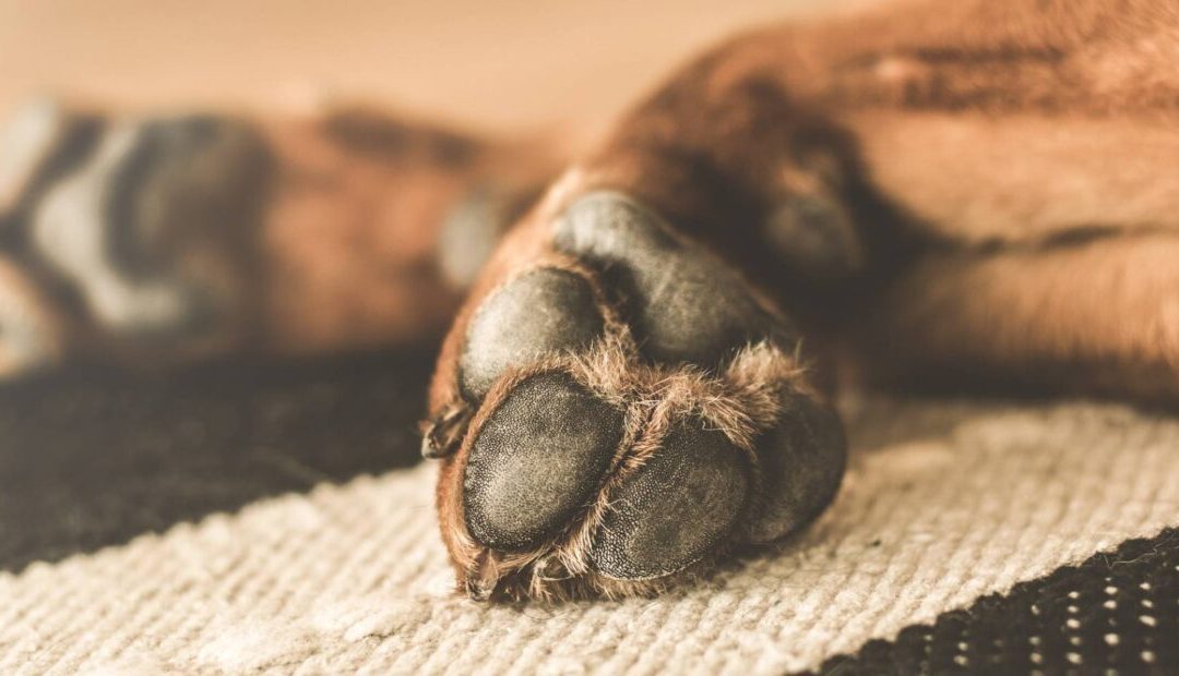 Terrible caso: con extrema violencia, niño habría matado a un perro en Limpio