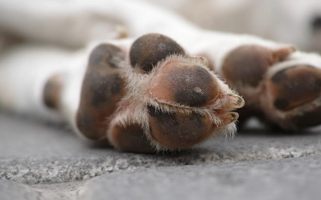 Fiscalía imputa a dos hombres por el cruel asesinato de un perro