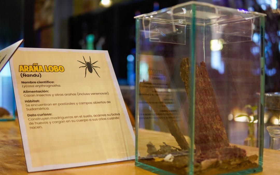 Descubre el fascinante mundo de los insectos en el MuCi durante abril