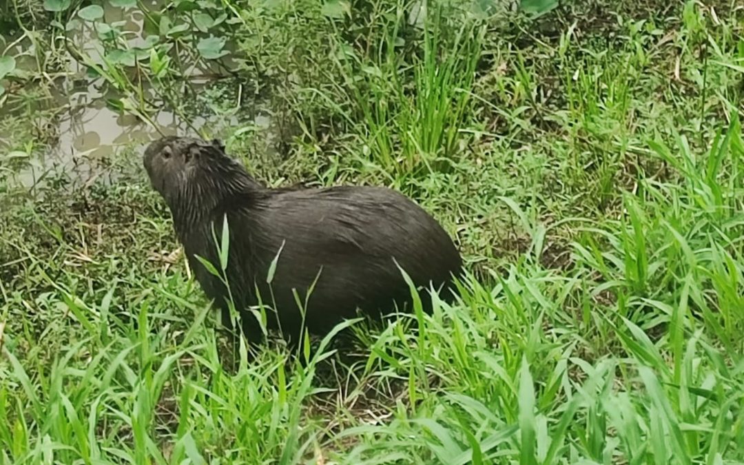 Descubren la presencia de ejemplar de carpincho en obras de Defensa Costera de Pilar