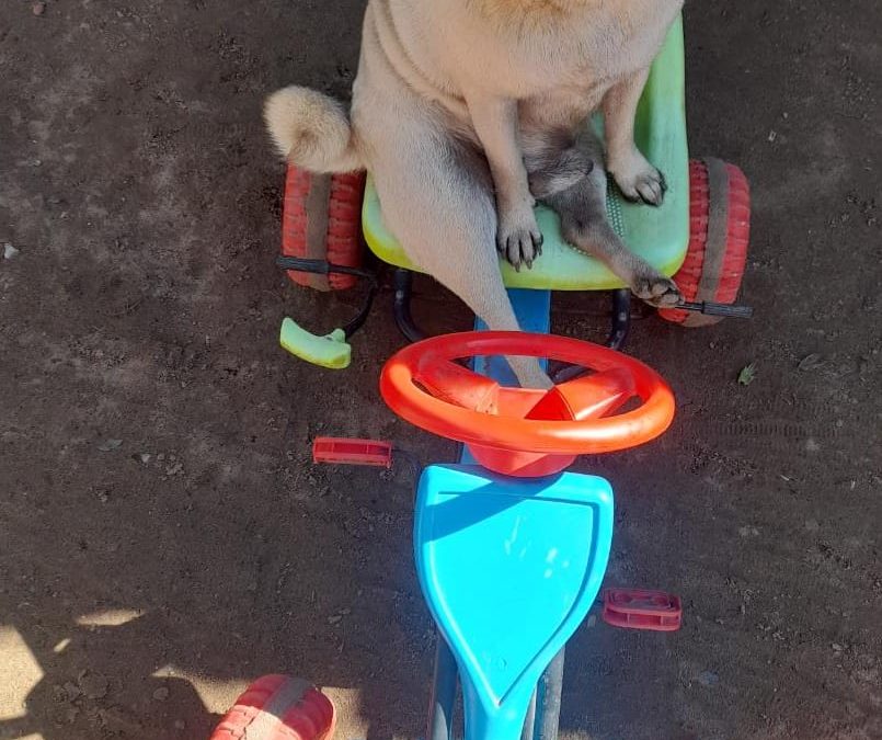 Mujer buscada por hurto de mascota: Fiscal pide ayuda a la ciudadanía