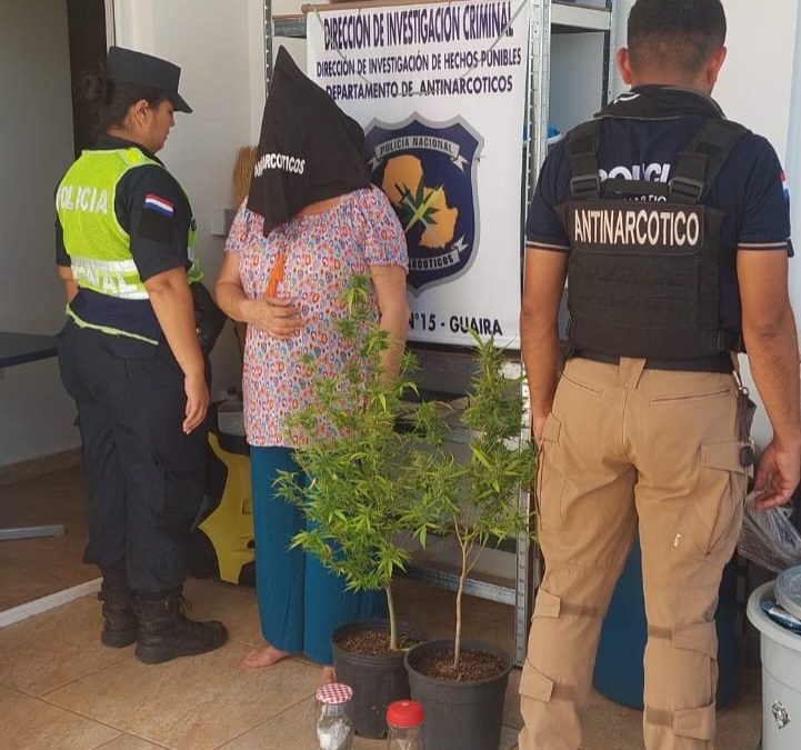 Mujer de 61 años se expondría a 20 años de prisión por el cultivo de cannabis, aseguran