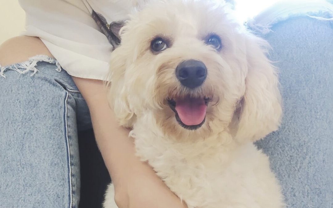 ¿Blanquita o Pandora?: Aplican cámara Gesell a perrita para determinar su identidad