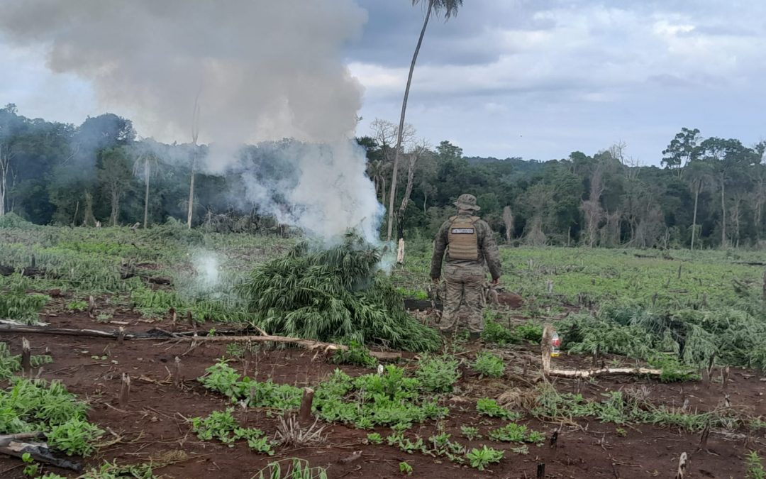 Operativo Interitus: 55 ha. de marihuana fueron eliminadas en Reserva San Rafael