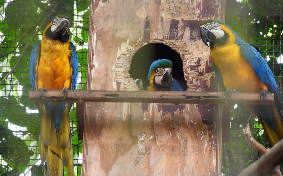 ¡Se agranda la familia de guacamayos con nacimiento de cinco ejemplares!