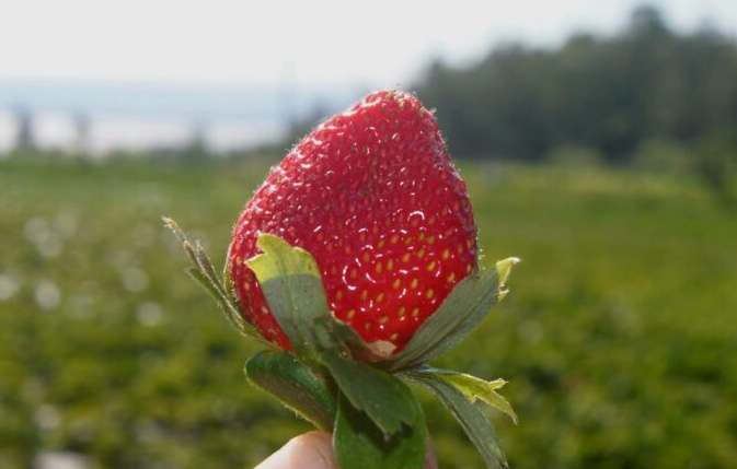 Areguá: Inicia cosecha de frutillas con buena expectativa de ventas