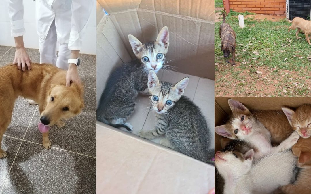 UNA expresa preocupación ante aumento de mascotas abandonadas en su predio