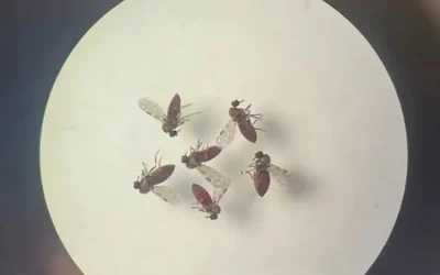 Salud refuerza acciones de vigilancia para impedir ingreso de virus de oropouche