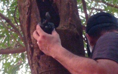 Senad desmantela clan de microtraficantes: ocultaban drogas en un árbol