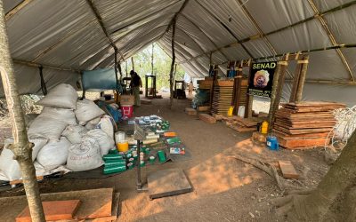 Más de 8 toneladas de marihuana fueron destruidas por la SENAD