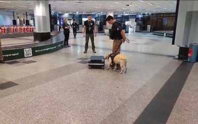 Detienen a hombre que pretendía abordar un vuelo a Madrid con cocaína