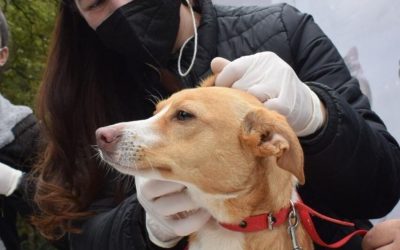 Peña firmó la ley “De Bienestar y Protección Animal Integral”