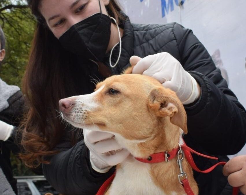 Peña firmó la ley “De Bienestar y Protección Animal Integral”