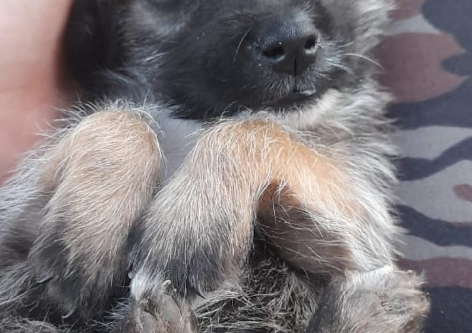 Maltrato animal: hombre habría matado al perro de su vecina