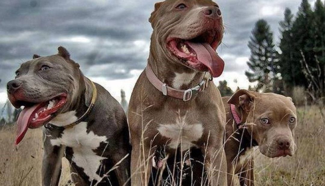 Mujer atacada por perros en una granja sufre amputación de los brazos