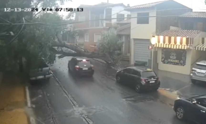 ¿Pequeño error de cálculo? Conductor quiso pasar debajo de un árbol caído 