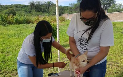 Instan a vacunar mascotas para prevenir enfermedades Tropicales desatendidas