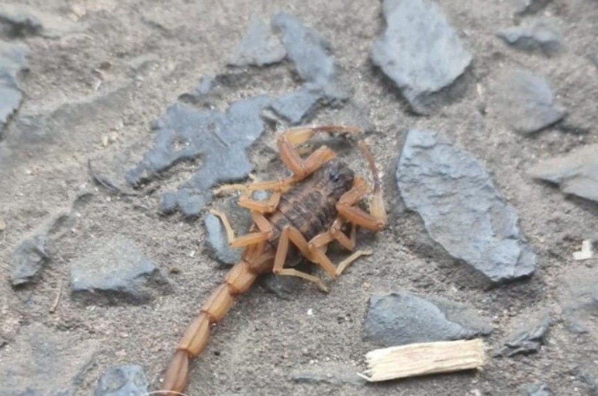 ¡Cuidado con los alacranes en época de altas temperaturas!