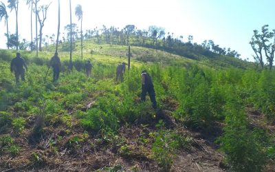La SENAD incautó 21 toneladas de marihuana que tenía como destino Brasil