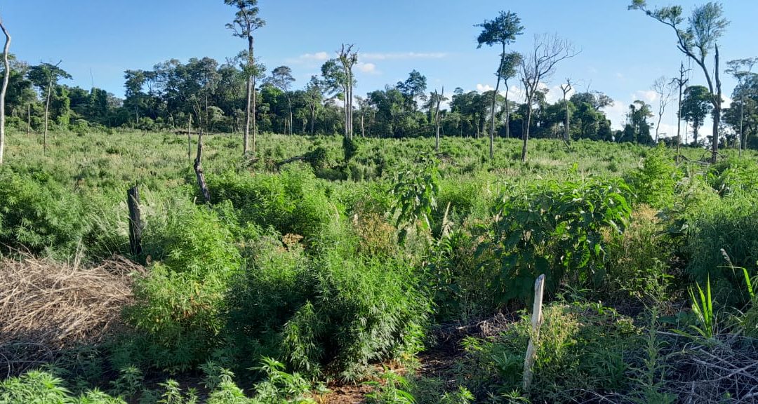 SENAD destruyó cultivos de marihuana ubicada dentro del Parque Nacional Caazapá