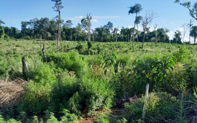 SENAD destruyó cultivos de marihuana ubicada dentro del Parque Nacional Caazapá