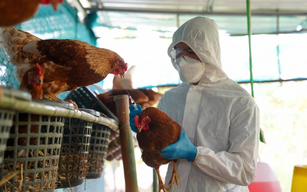 Tras la confirmación de gripe aviar en Argentina, Senacsa emitió alerta sanitaria