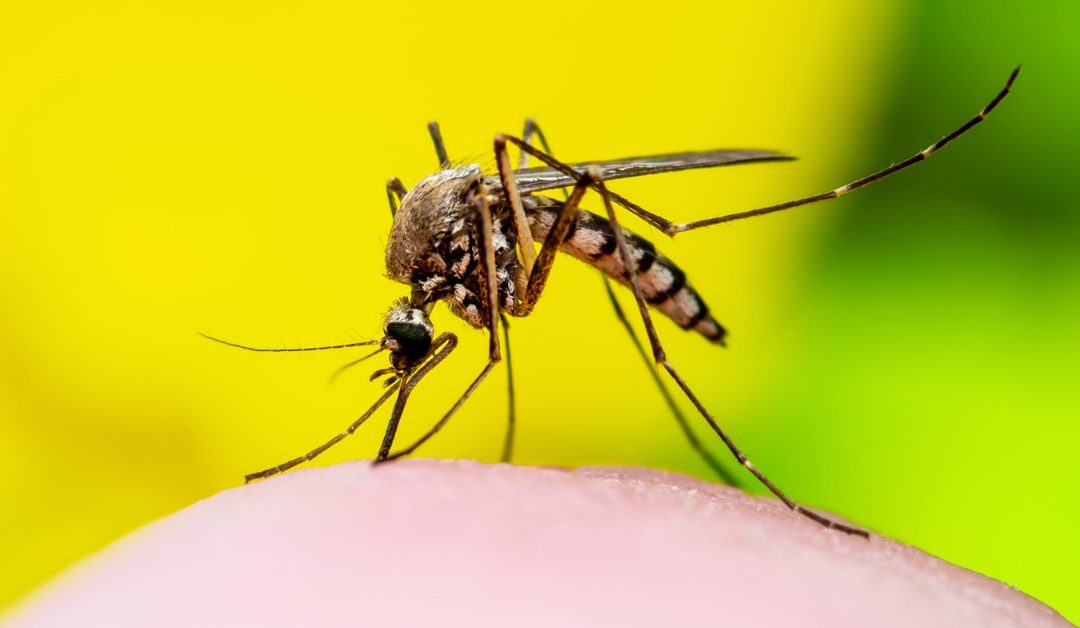 Emiten alerta regional por aumento de casos de fiebre amarilla