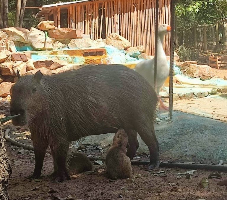 El zoológico de Asunción cuenta con dos nuevos carpinchos que atraen a visitantes