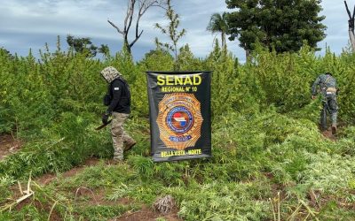 Senad destruyó más de 25 toneladas de marihuana en Bella Vista