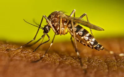 Alto Paraná: investigan el fallecimiento de un niño a causa de dengue