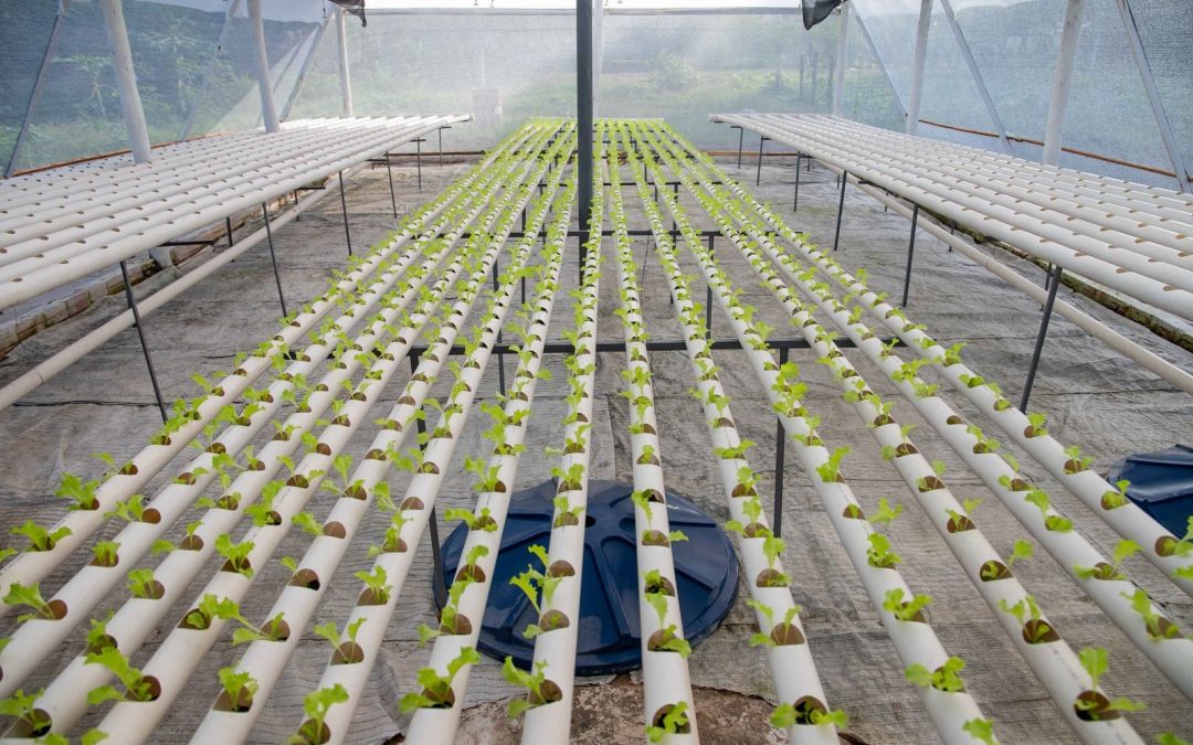 Reinserción social: reclusos producen 2.000 lechugas hidropónicas al mes