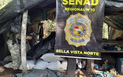 Eliminan más de 80 toneladas de marihuana de Reserva de Mbaracayú