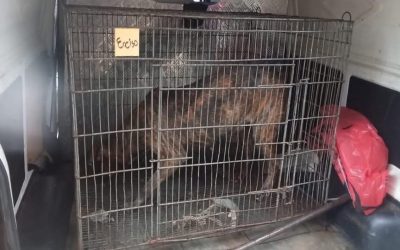 Roque Alonso: propietario de perros que mataron a un hombre fue imputado