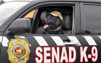 ¡“Rocky” se retira con honores de la Senad!