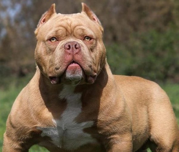 Confirman la muerte del hombre atacado por cuatro perros pitbull