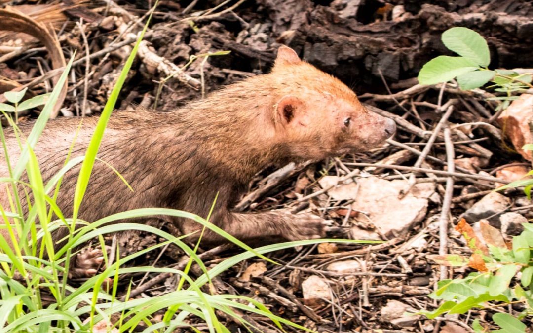 Visualizan jagua yvyguy en el Parque Nacional Serranía San Luis