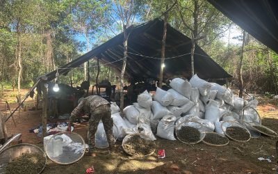 Concepción: eliminan importante cargamento de marihuana