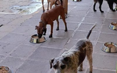 “Dame una pata Paraguay” solicita ayuda para salvar a 40 perritos