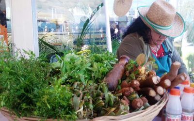 Plantas medicinales podrían traer consecuencias negativas para los niños