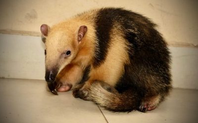 Durante un operativo, rescatan a un oso melero hormiguero en Cordillera