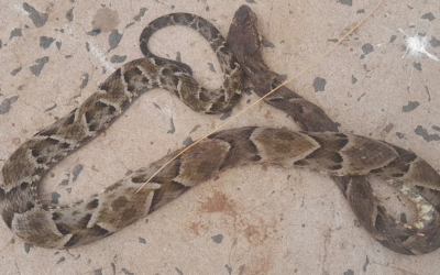 Hombre de 48 años fue atacado por una serpiente en Canindeyú