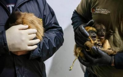 Asunción: rescatan animales silvestres en estado de desnutrición