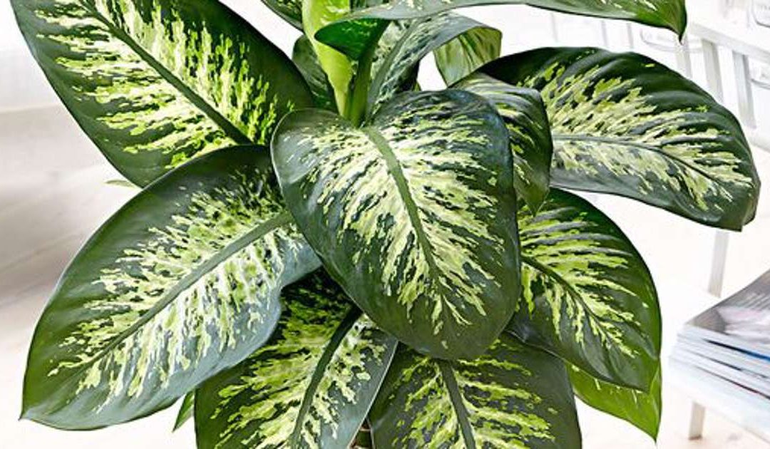 Advierten sobre la peligrosidad de una planta muy común en nuestro país
