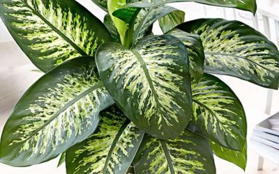 Advierten sobre la peligrosidad de una planta muy común en nuestro país