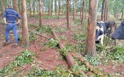 Árbol de eucalipto cae sobre un adolescente: su estado es crítico