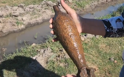 Detonan bomba encontrada por niños cerca de una escuela