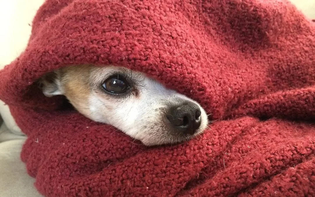 Ante bajas temperaturas, brindan recomendaciones para el cuidado de mascotas