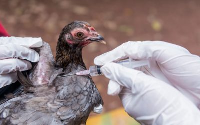 Emiten alerta máxima por confirmación de influenza aviar en Argentina